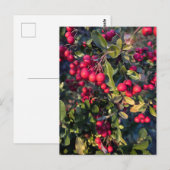 herfstvrucht briefkaart (Voorkant / Achterkant)