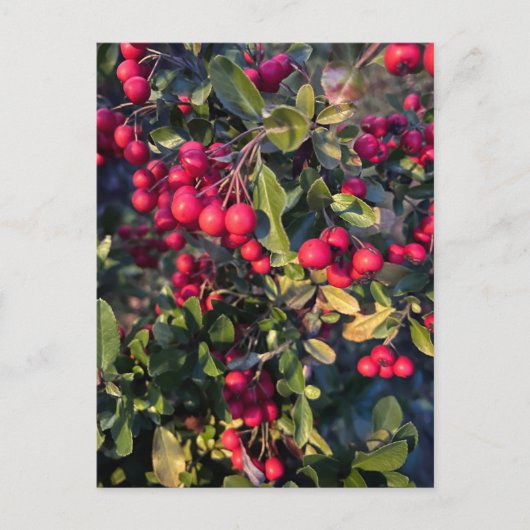 herfstvrucht briefkaart (Voorkant)