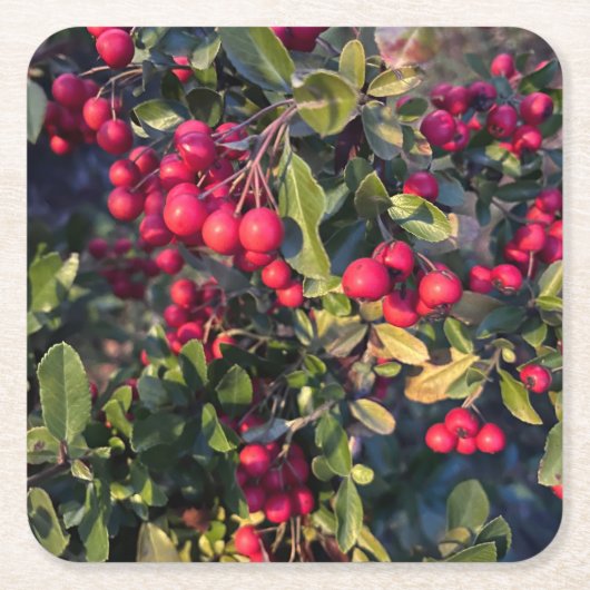 herfstvrucht kartonnen onderzetters (Voorkant)