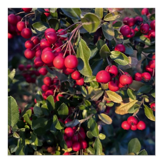 herfstvrucht perfect poster (Voorkant)