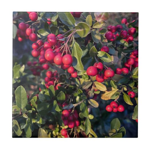 herfstvrucht tegeltje (Voorkant)