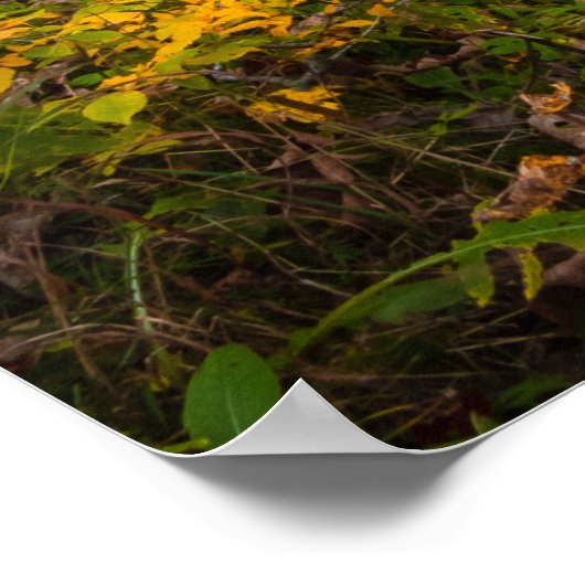 Herfstwaterval in Kamniška Bistrica, Slo Poster (Hoek)