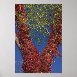 Herfstwijnstokken op Poster van bomen