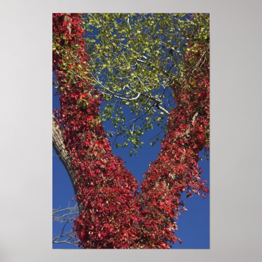 Herfstwijnstokken op Poster van bomen (Voorkant)