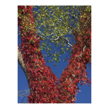 Herfstwijnstokken op Poster van bomen