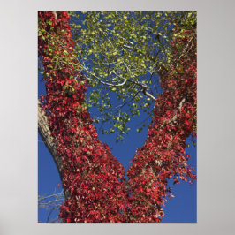 Herfstwijnstokken op Poster van bomen