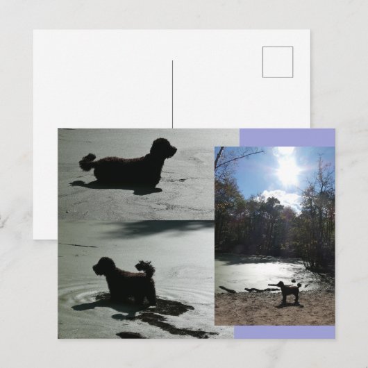 Herfstzon met hond in water DIY Briefkaart (Voorkant / Achterkant)