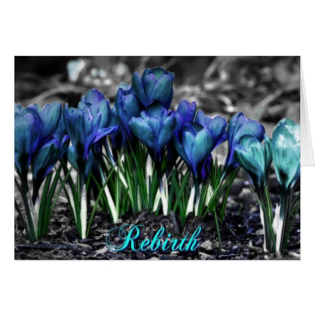 Hergeboorte van Aqua Blue Crocus Blooms (Voorkant Horizontaal)