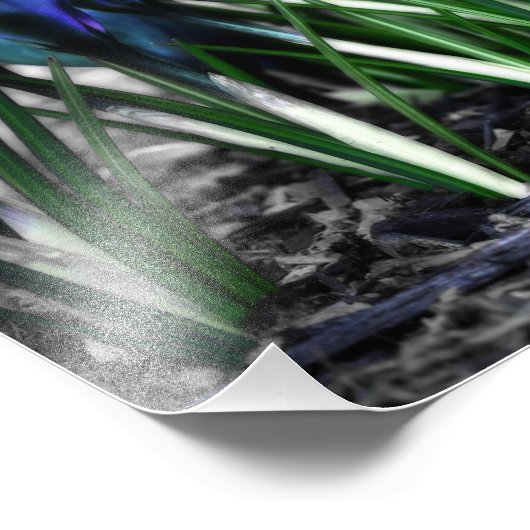 Hergeboorte van Aqua Blue Crocus Blooms Foto Afdruk (Hoek)