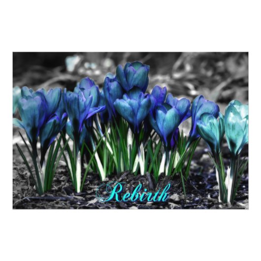 Hergeboorte van Aqua Blue Crocus Blooms Foto Afdruk (Voorkant)