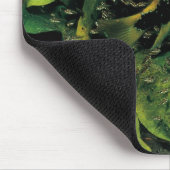 Herichthys labridens van Media Luna Muismat (Hoek)