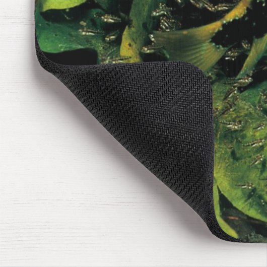 Herichthys labridens van Media Luna Muismat (Hoek)