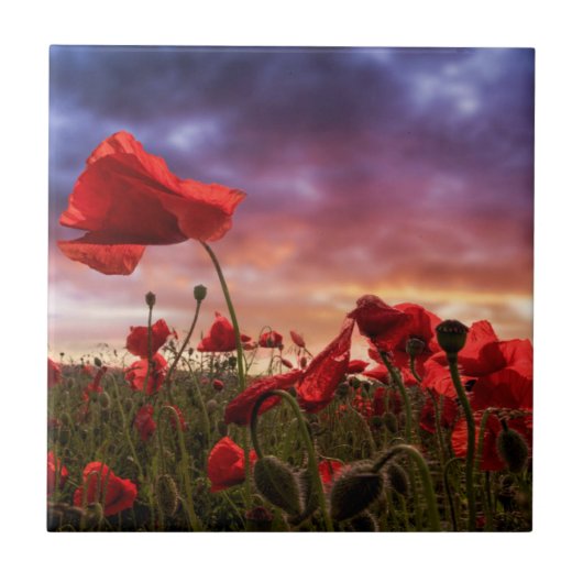 Herinnering | Papavers Tegeltje (Voorkant)