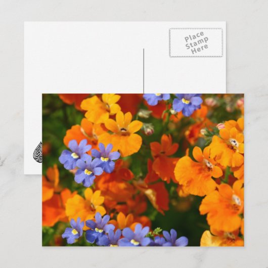 Herinnering van de lente briefkaart (Voorkant / Achterkant)