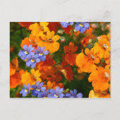 Herinnering van de lente briefkaart (Voorkant)