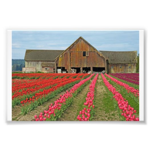 herinneringen van de lente. foto afdruk (Voorkant)