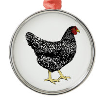 Heritage Breed Laying Hen - Barred Plymouth Rock