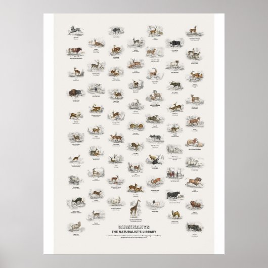 Herkauwers - Naturalist's Library Poster (Voorkant)