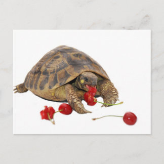 Hermann Tortoise en aardbeien Briefkaart