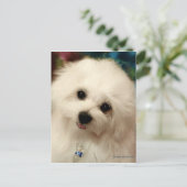 Hermes de Maltese Briefkaart (Staand voorkant)