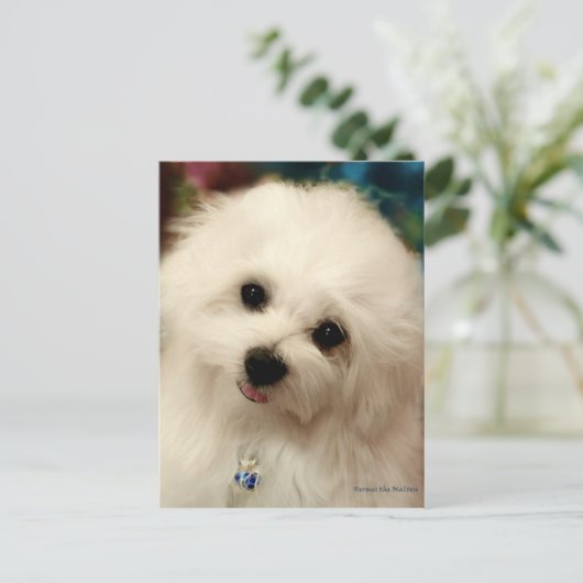 Hermes de Maltese Briefkaart (Staand voorkant)