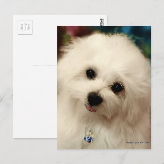 Hermes de Maltese Briefkaart (Voorkant / Achterkant)