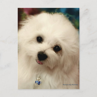 Hermes de Maltese Briefkaart