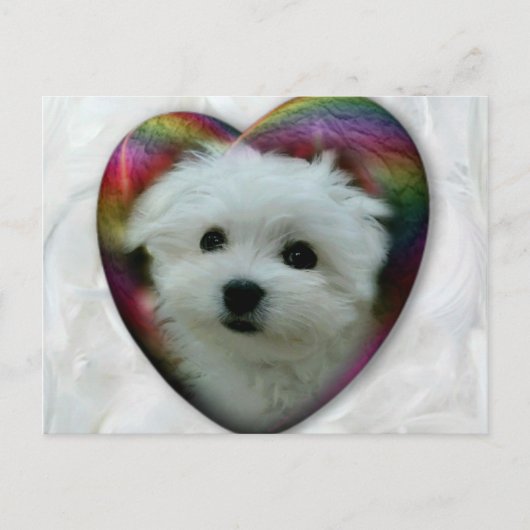 Hermes de Maltese Briefkaart (Voorkant)