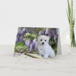 Hermes de Maltese Kaart