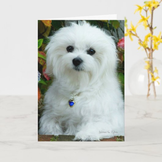 Hermes de Maltese Kaart (Gele Bloem)