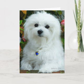 Hermes de Maltese Kaart