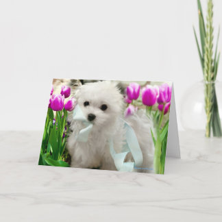 Hermes de Maltese Kaart
