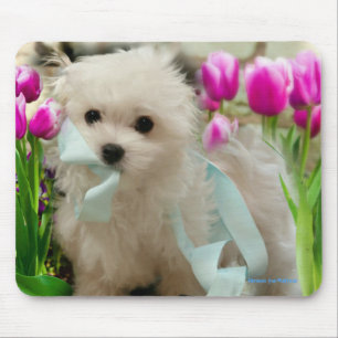 Hermes de Maltese Muismat