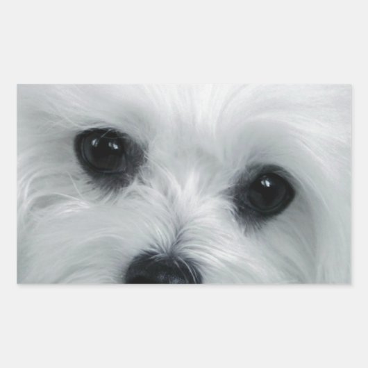 Hermes de Maltese Rechthoekige Sticker (Voorkant)