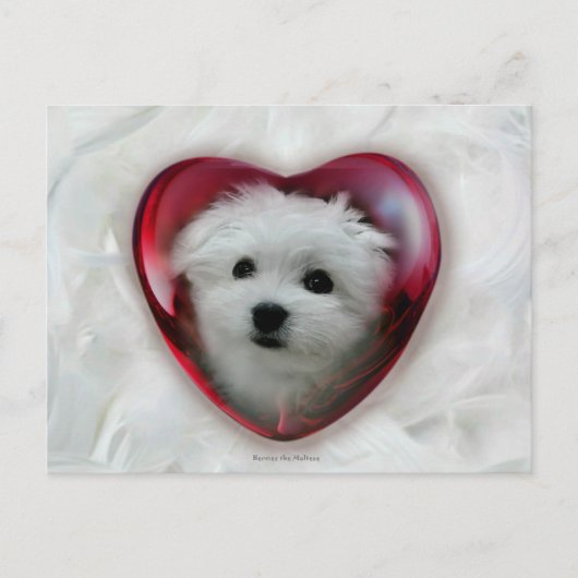 Hermes de Maltese Valentijn Kaart (Voorkant)