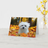 Hermes het Maltese blanco Wenskaart Kaart (Gele Bloem)