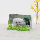 Hermes het Maltese Wenskaart Kaart (Gele Bloem)