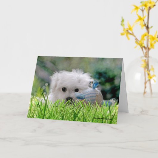 Hermes het Maltese Wenskaart Kaart (Gele Bloem)