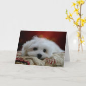 Hermes het witte Wenskaart van Malta Kaart (Gele Bloem)