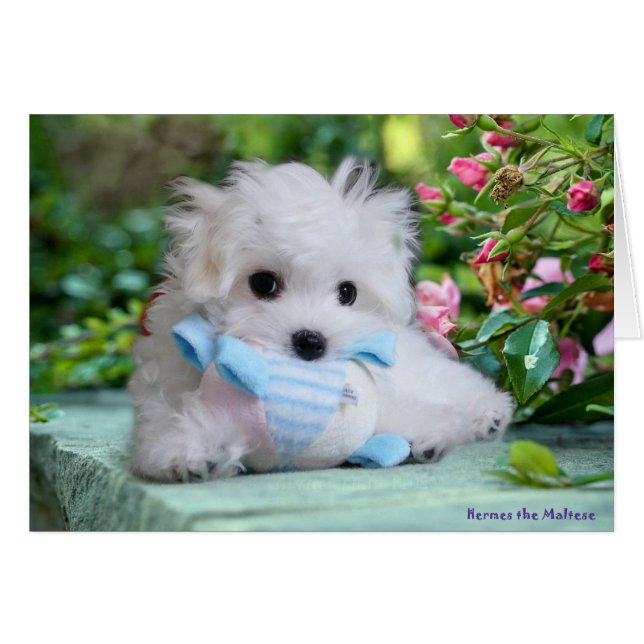 Hermes the Maltese Birthday Card (Voorkant Horizontaal)