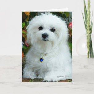 Hermes the Maltese Birthday Card Kaart