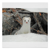 Hermine Blanche Perfect Poster (Voorkant)