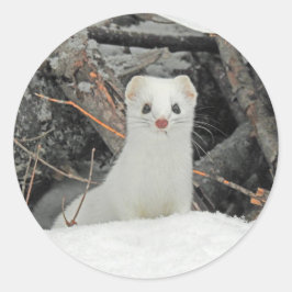 Hermine blanche ronde sticker