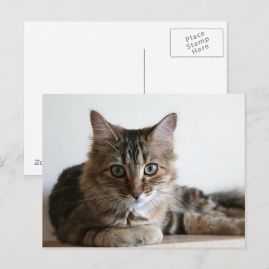 Hermione op de plank briefkaart (Voorkant / Achterkant)