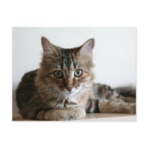 Hermione op de plank