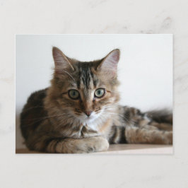 Hermione op de plank briefkaart