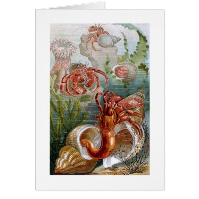 Hermit Crab (Voorkant)