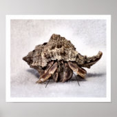 Hermit crab #1 poster (Voorkant)