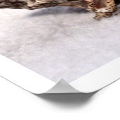 Hermit crab #1 poster (Hoek)