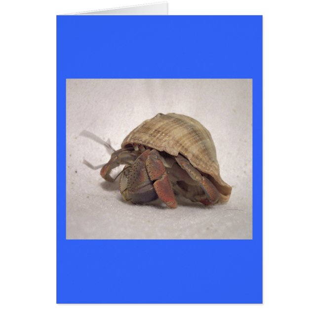Hermit Crab #8 (Voorkant)